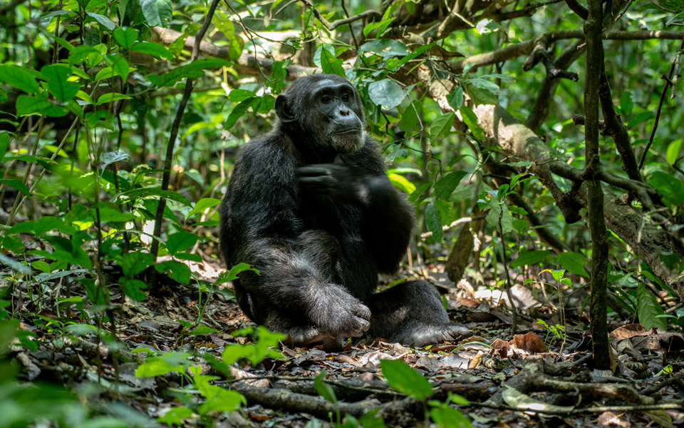 Chimpanzee Trekking