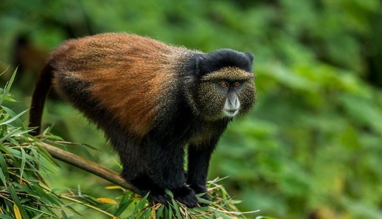 Golden Monkey Trekking